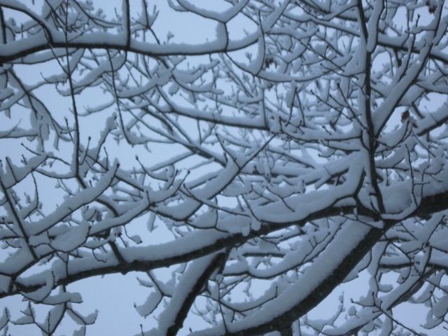 photo Stickysnow11914AM9_zps1ff87478.jpg