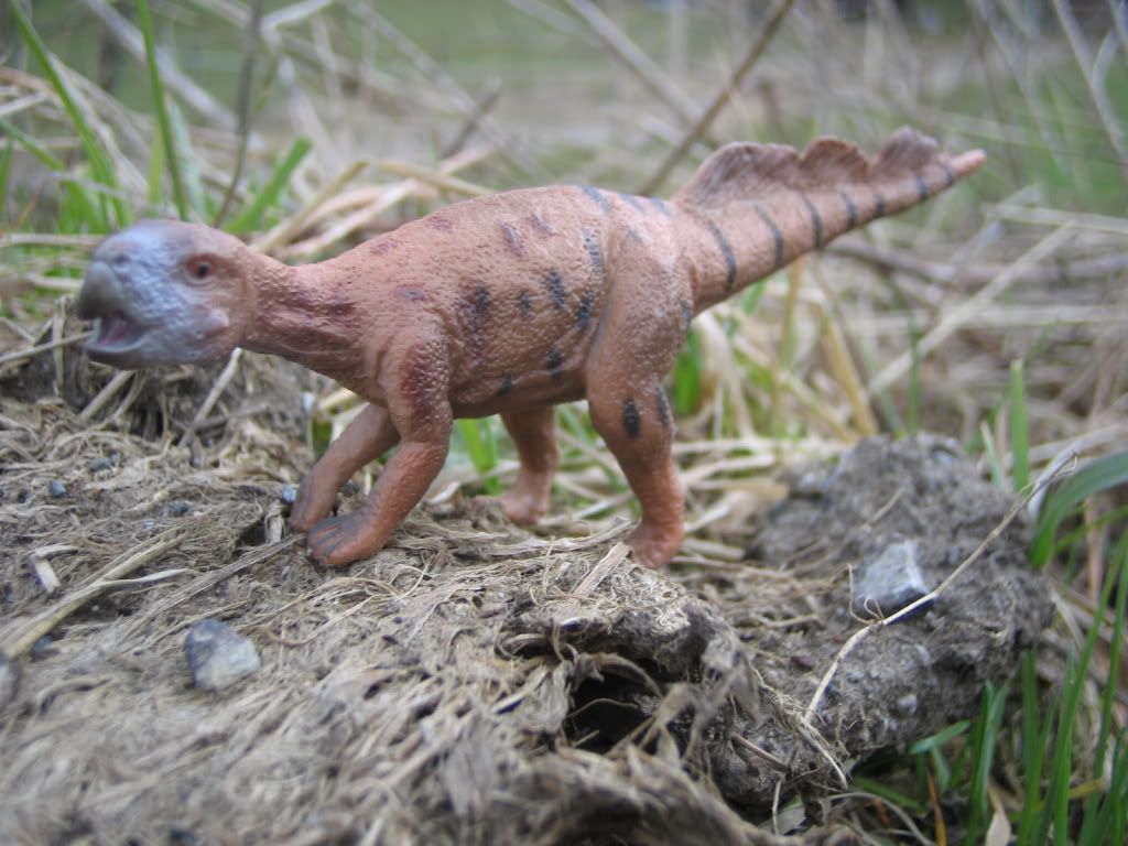 Psittacosaurus Collecta