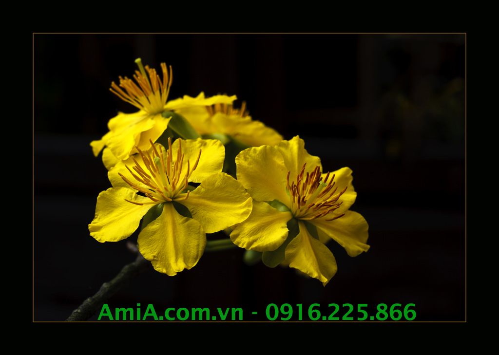 AmiA Hà Nội - Thiết kế tranh tết hoa mai vàng cực chất và sang trọng Hinh anh hoa mai vang dep chat luong cao chi co tai AmiA Ha Noi
