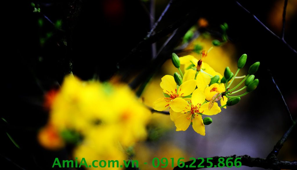 AmiA luôn mong muốn đem đến niềm hân hoan, hứng khởi cho gia đình Việt qua bức tranh Tết hoa mai vàng Hinh anh hoa mai vang lam qua tang tranh tet