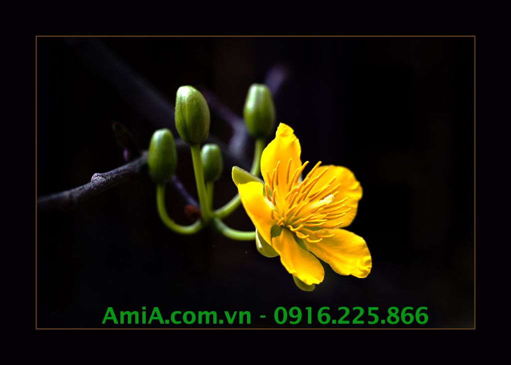 Mẫu thiết kế tranh Tết hoa mai vàng sở hữu hình ảnh căng nét tôn thêm vẻ đẹp sang quý Hinh anh thiet ke tranh tet hoa mai vang