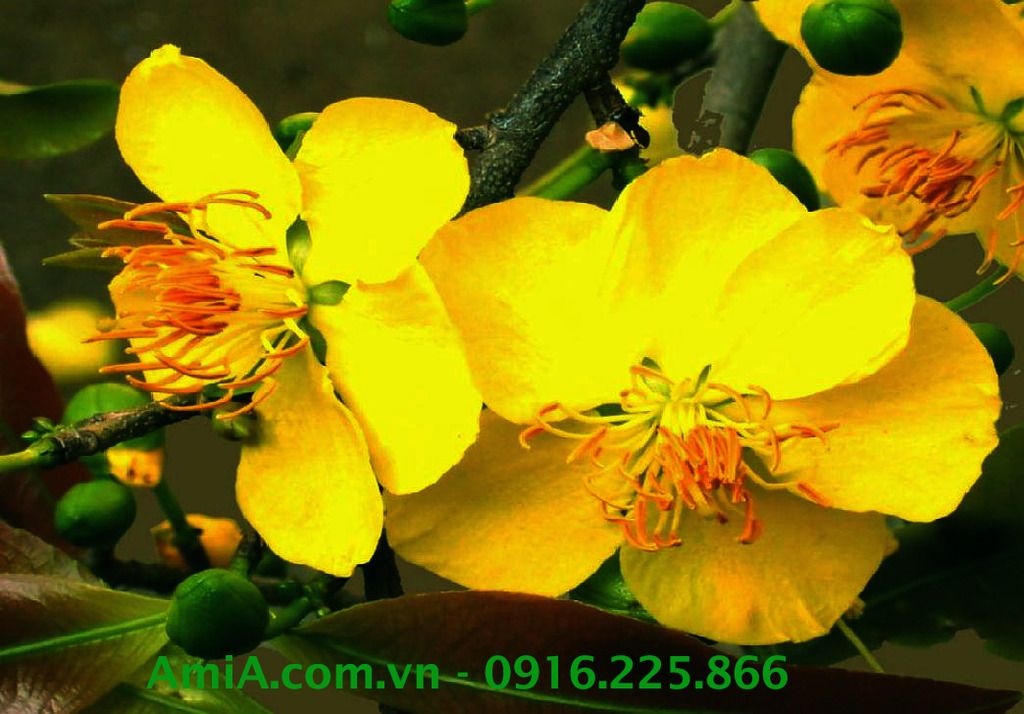 Ảnh đẹp hoa mai vàng được AmiA thiết kế thành những bức tranh treo tết cực đẹp Hinh anh tranh hoa mai vang treo tet