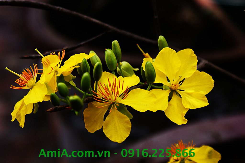 Hình ảnh hoa mai vàng thiết kế tranh Tết Hinh anh tranh tet hoa mai vang sang quy