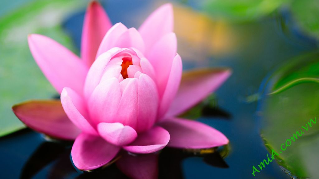 Ảnh hoa sen chất lượng cao Ảnh hoa sen chất lượng cao