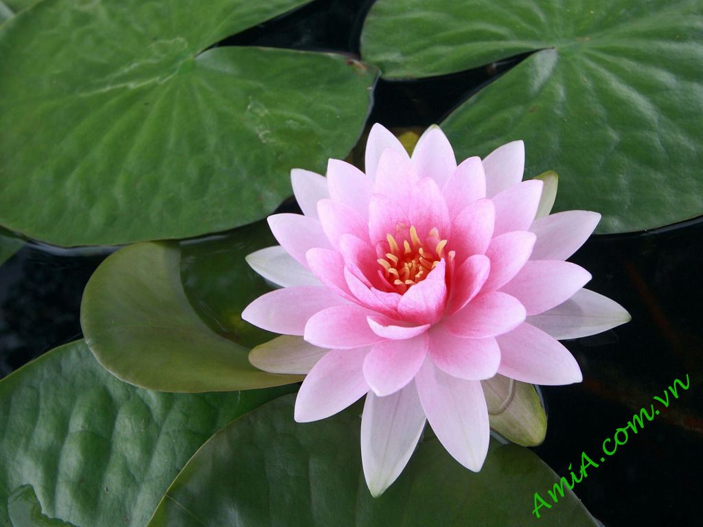 Hình ảnh hoa sen hồng chất lượng cao Hình ảnh hoa sen hồng chất lượng cao