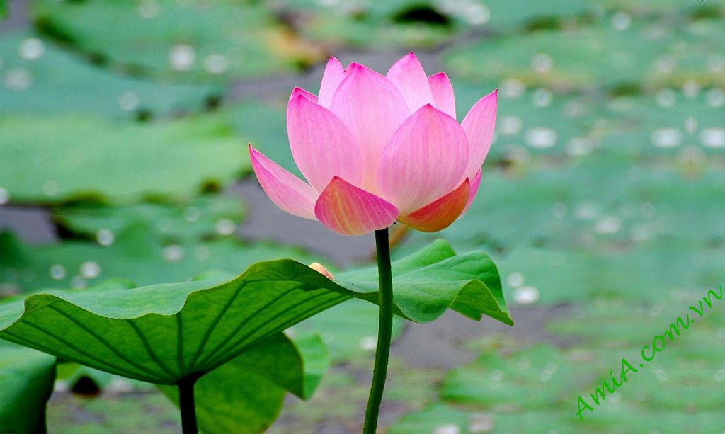 Ngắm tranh hoa sen giúp đầu óc thư giãn Ngắm tranh hoa sen giúp đầu óc thư giãn