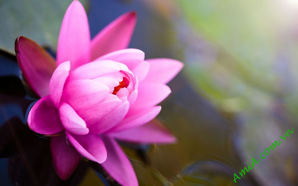Tải hoa sen làm hình nền Tải hoa sen làm hình nền