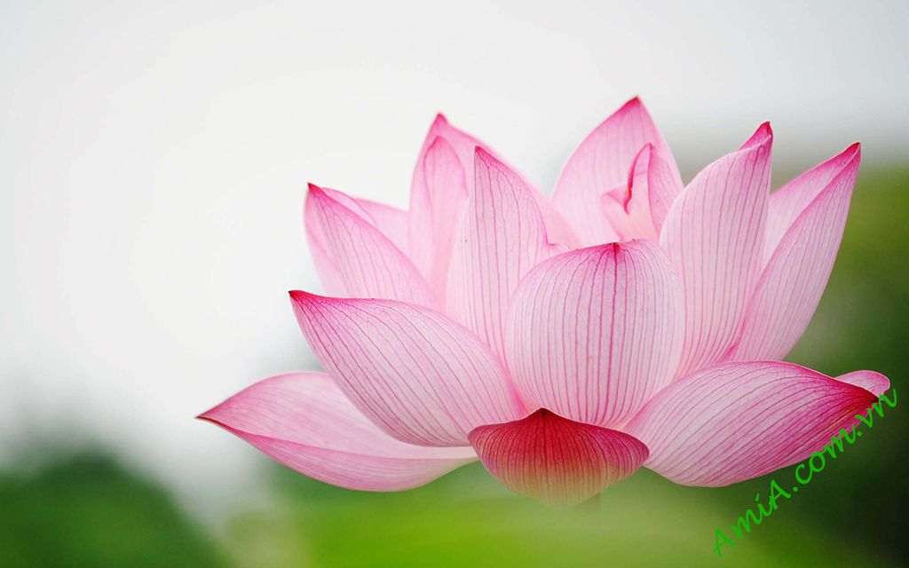 Tranh đồng hồ hoa sen đẹp tại AmiA Hà Nội Tranh đồng hồ hoa sen đẹp tại AmiA Hà Nội