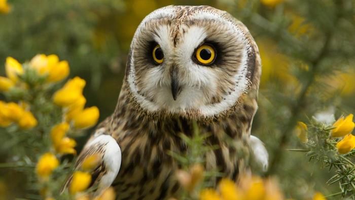  photo mean-someone-sees-owl-during-day_6728d0c8b1b22e55_zps744sfjig.jpg