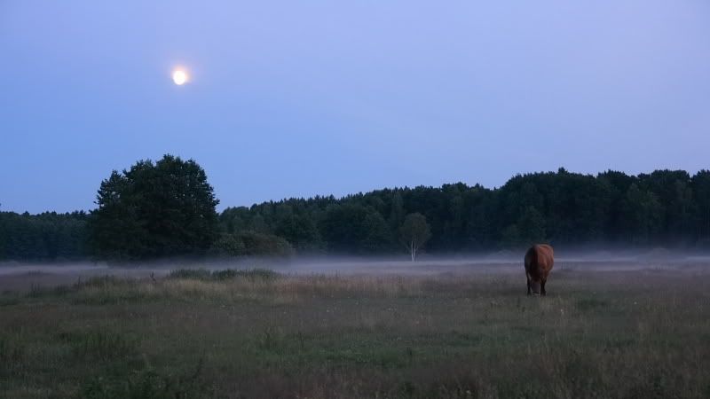 Dołączona grafika