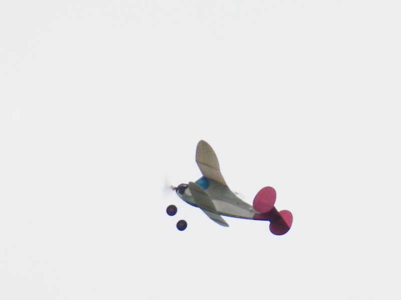 Polly-flying_800x600.jpg