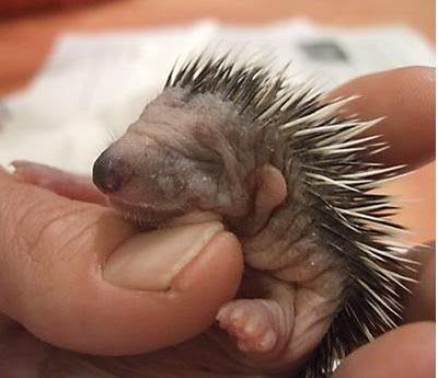 porcupine baby photo:  Adorable-baby-Porcupine-Picture.jpg
