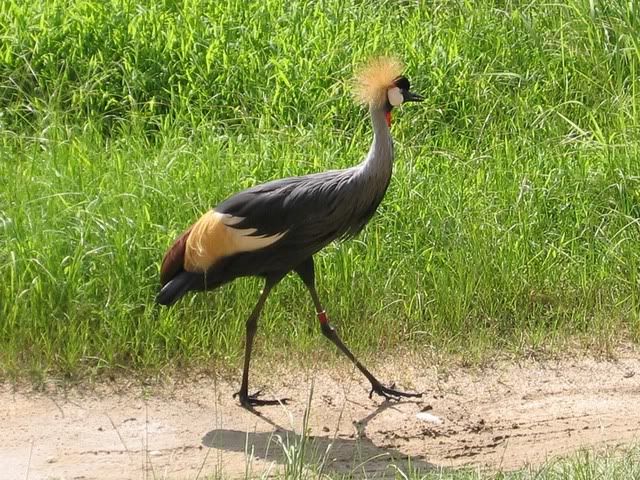 eastafricancrownedcrane.jpg