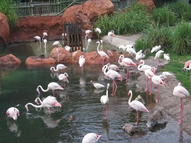 flamingos.jpg