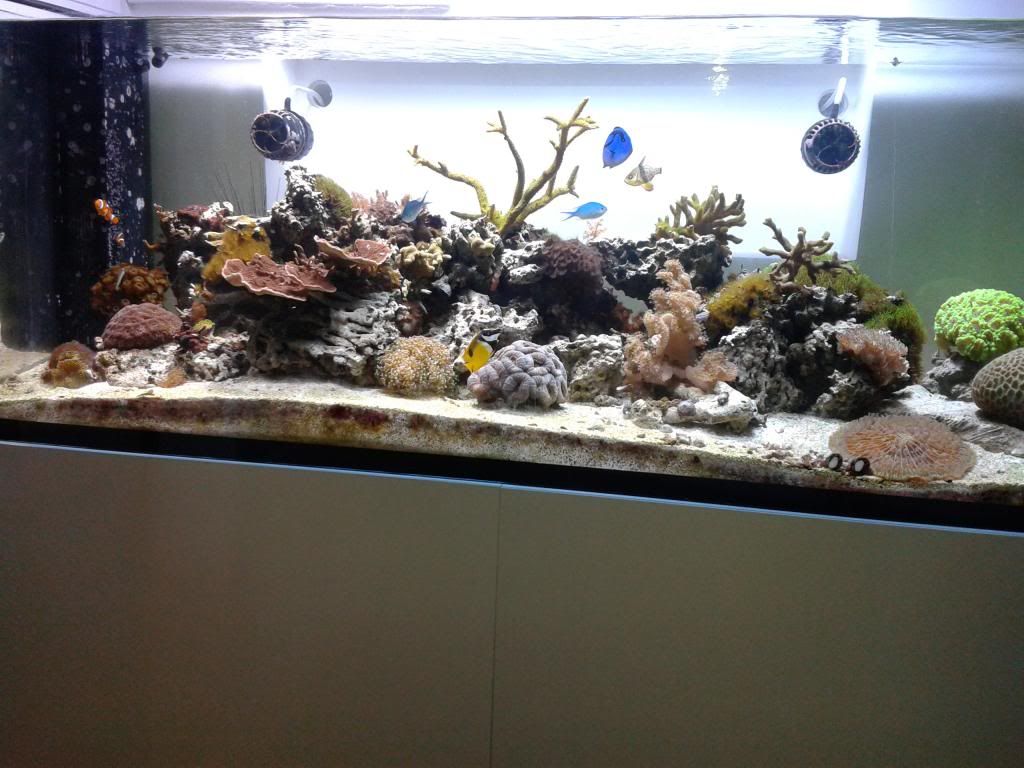 moreTank009_zps54d5ed32.jpg